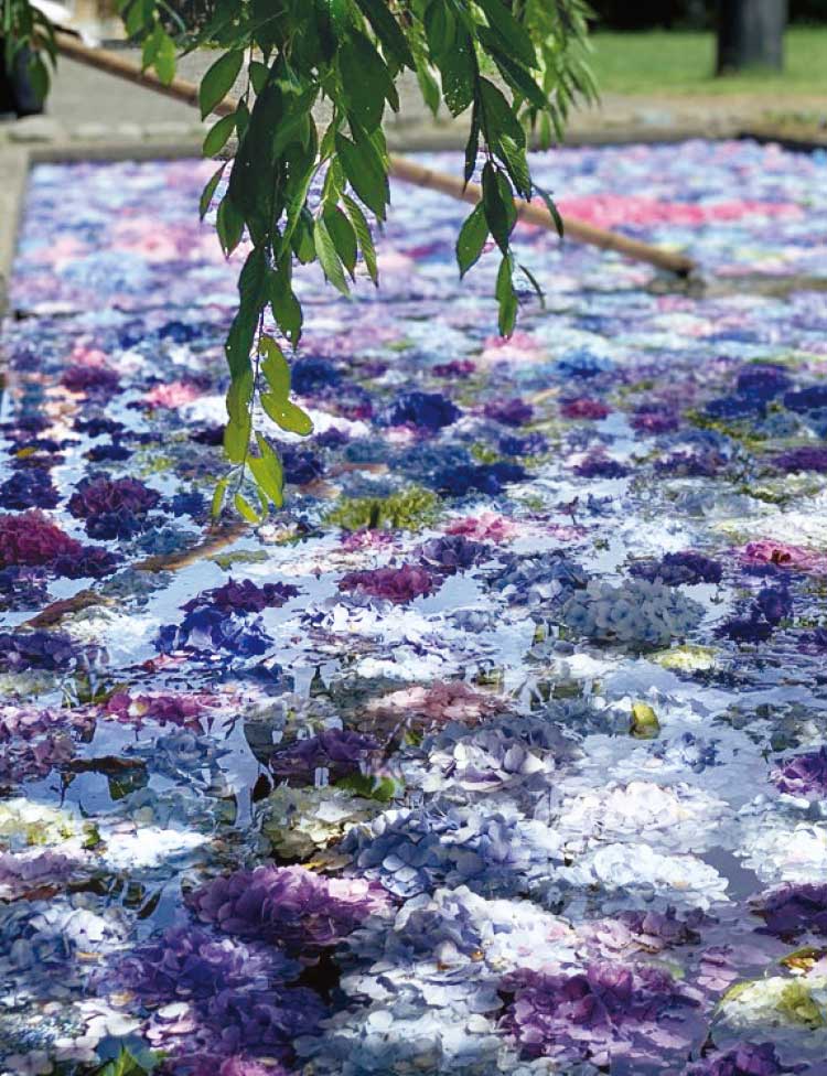 松前町の松前藩屋敷浮き紫陽花