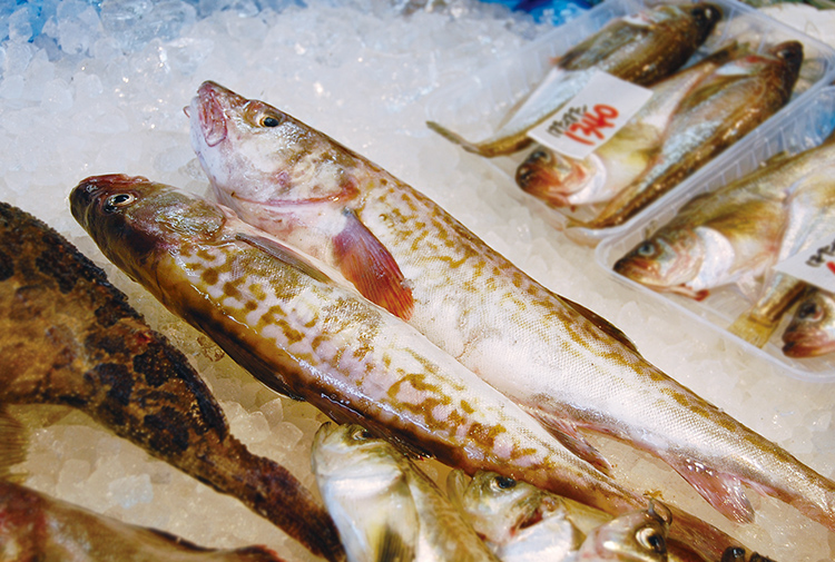 坂井鮮魚店のマダラ