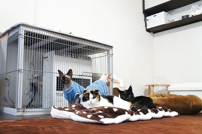 【会える】cat cafe Prince