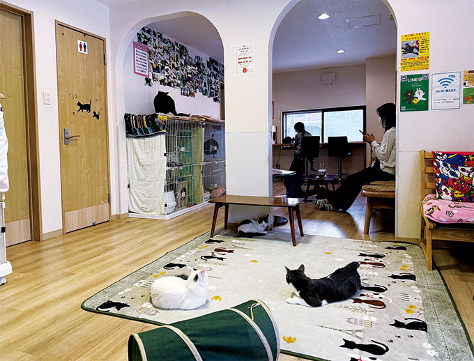 【会える】保護ネコカフェチャチャ