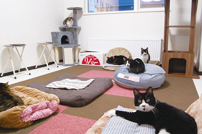 【会える】保護猫カフェ WHISKER