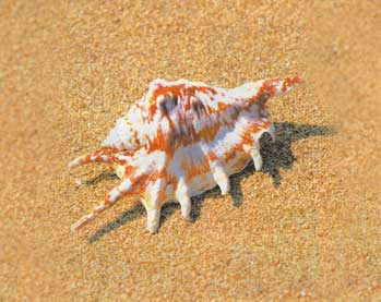 砂浜にある貝殻
