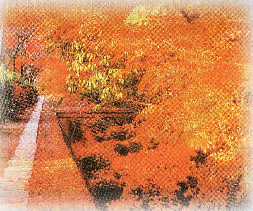 京都の哲学の道