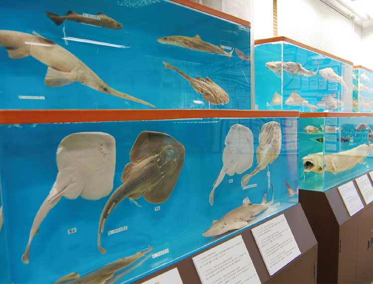 北大総合博物館分館水産科学館にある魚の標本