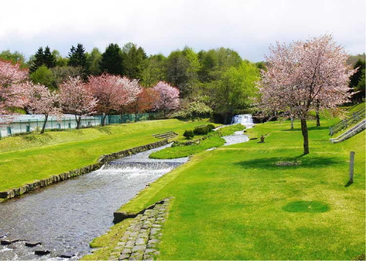 鹿部公園の川沿いに咲いている桜