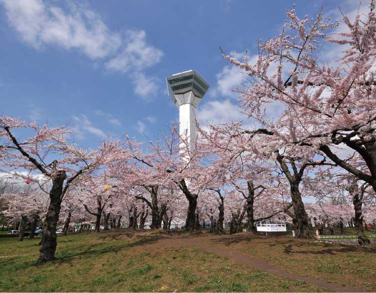 五稜郭公園の桜と五稜郭タワー