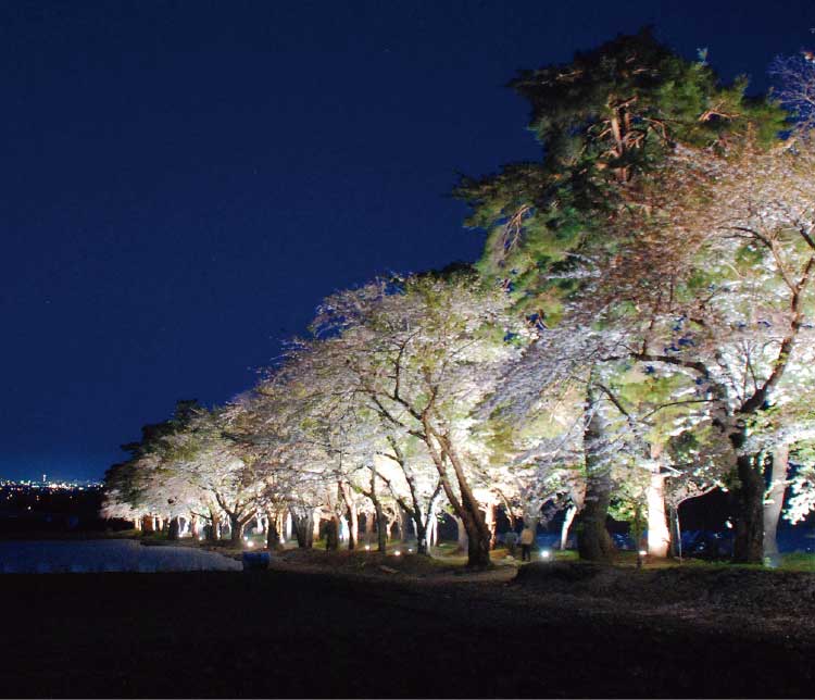 松前藩戸切地陣屋跡のライトアップされた桜のトンネル